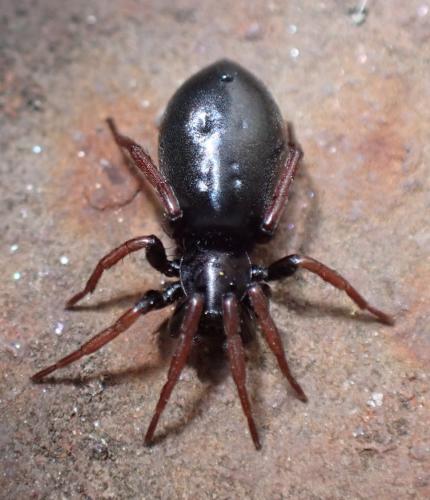Trachyzelotes pedestris